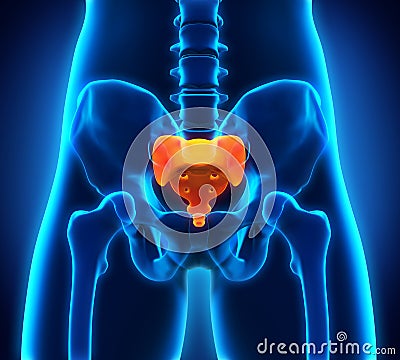 Sacrum Bone Anatomy Stock Photo