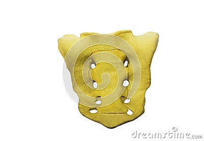 Sacrum bone model on white background Stock Photo