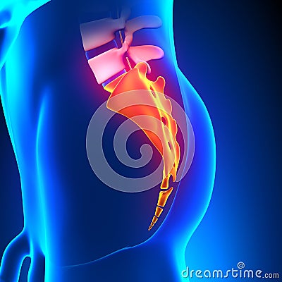 Sacrum Coccyx Bone Anatomy Stock Photo