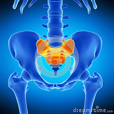 The sacrum Cartoon Illustration