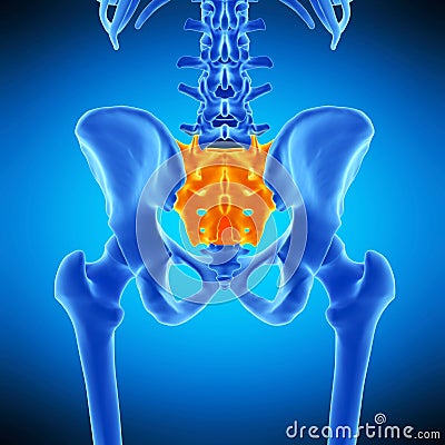 The sacrum Cartoon Illustration