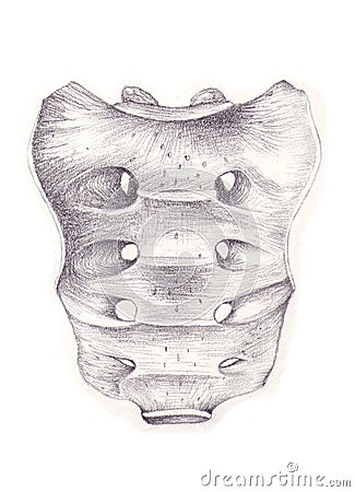 Sacrum pelvic surface bone Stock Photo