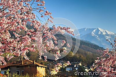 Sacura blooming in alps Stock Photo