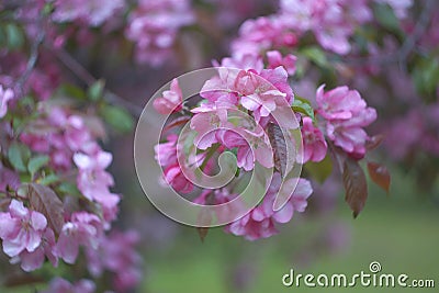 Sacura, Blooming Garden Background, Pink Apple Tree, Selective focus Stock Photo