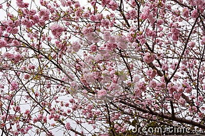 Sacura trea blooming Stock Photo