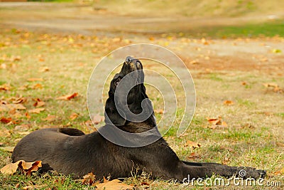 Sad abandoned dog Stock Photo