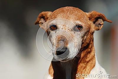 Sad abandoned Jack Russell Stock Photo