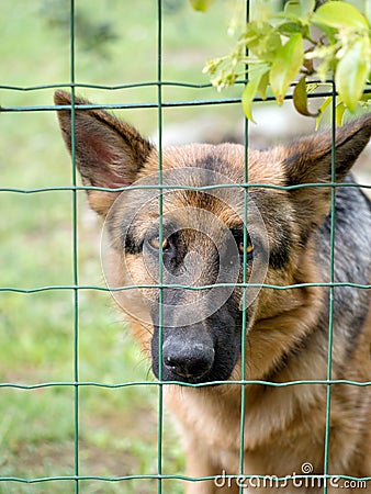 Sad Alsation, German Shepherd dog nehind wire fence in garden. Stock Photo