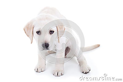 Sad or Bad Dog Stock Photo