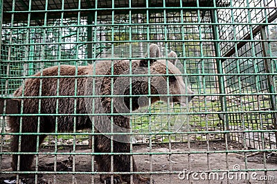 Sad bear behind fence in prison. Poor brown bear living in steel cage and behind the bars at the zoo. Animals in captivity. Concep Stock Photo