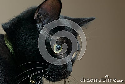 Sad Black Cat Stock Photo - Image: 11248880