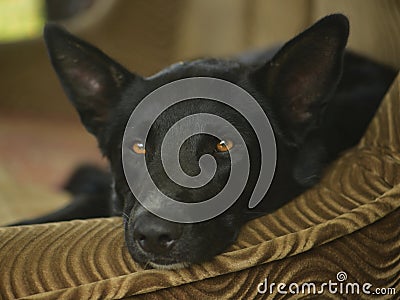 Sad black dog lies Stock Photo