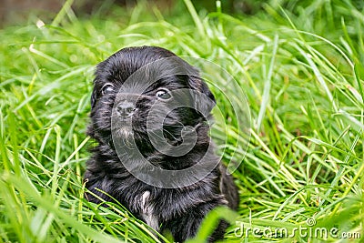 A sad black puppy sits in the green grass. A little puppy with white spots looks to the side. Copy space. Stock Photo