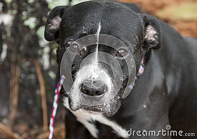 Sad black and white female Boxer Pitbull dog with old scars Stock Photo
