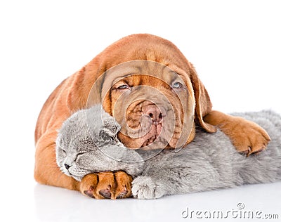 Sad Bordeaux puppy hugs sleeping cat. isolated on white Stock Photo