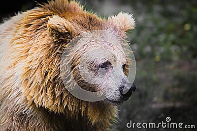 Sad brown bear looking into the camera Stock Photo