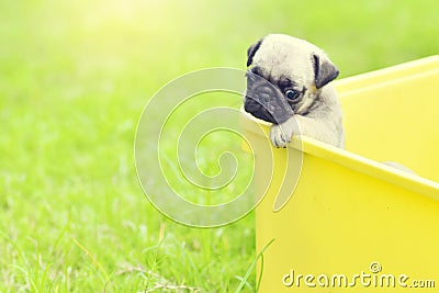 Sad brown Pug Stock Photo