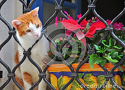 A sad cat Stock Photo