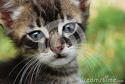 Sad Cat Stock Photo