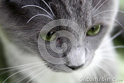 Sad cat Stock Photo