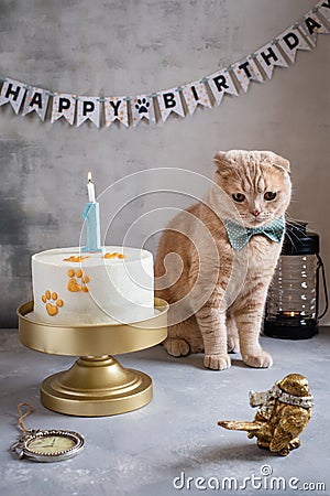 Sad cat with bow tie sitting near birthday cake with candle and abnner happy birthday on the background Stock Photo