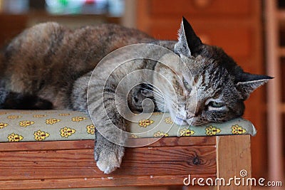 Sad Cat on Chair Stock Photo