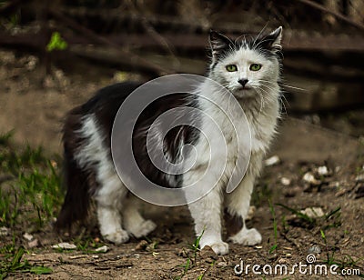 Sad cat Stock Photo