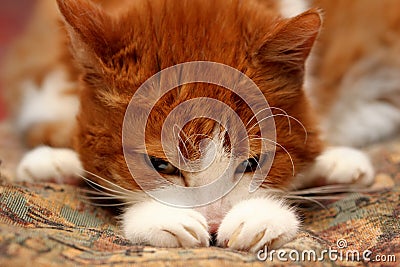 Cute Sad Cat Stock Photo