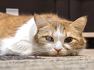 Sad cat Stock Photo