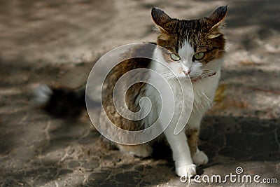 Sad cat Stock Photo