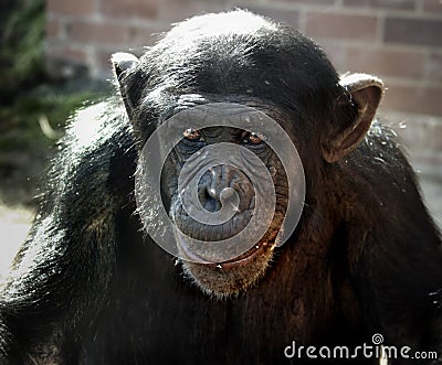 Sad chimp Stock Photo