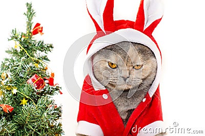 Sad Christmas cat Stock Photo