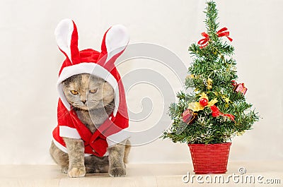 Sad christmas cat Stock Photo
