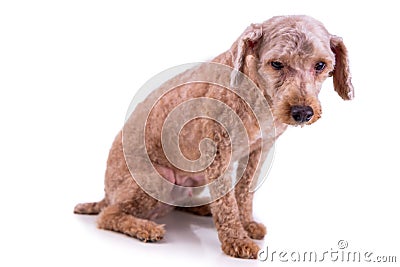 Sad depressed poodle pet dog after short hair cut grooming Stock Photo