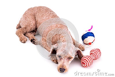 Sad depressed poodle pet dog after short hair cut grooming Stock Photo