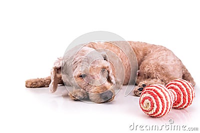 Sad depressed poodle pet dog after short hair cut grooming Stock Photo