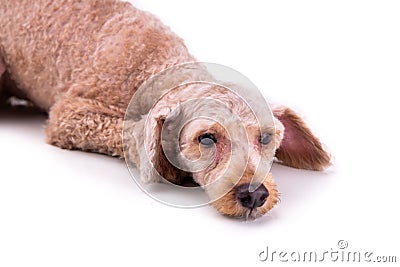 Sad depressed poodle pet dog after short hair cut grooming Stock Photo