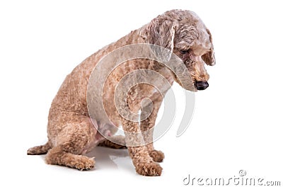 Sad depressed poodle pet dog after short hair cut grooming Stock Photo