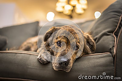 Sad Dog Stock Photo