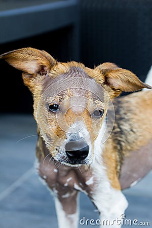 Sad dog with alopecia, no hairs Stock Photo