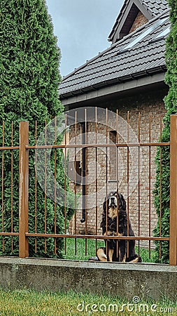 sad dog animalcule gateway dog in the yard Stock Photo