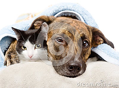 Sad dog and cat lying on a pillow under a blanket. Stock Photo