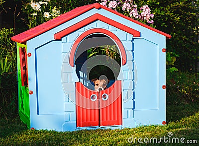 Sad dog feeling anxiety hiding in children playhouse at backyard Stock Photo