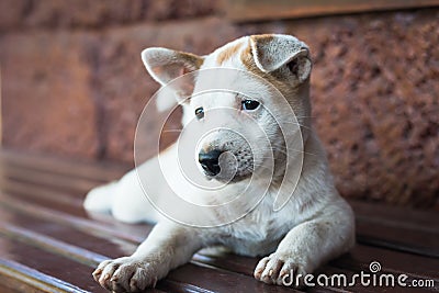 Sad dog laying down waiting for owner Stock Photo