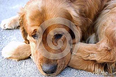 Sad dog look Stock Photo