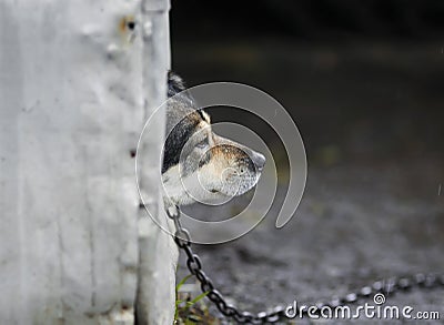 Sad dog looks out of the booth on a rainy day Stock Photo