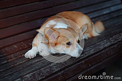 Sad Dog Cute Corgi Stock Photo