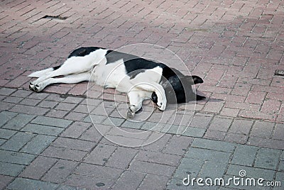 Sad dog lying on the ground / Shocking face of homeless when big cat walk pass stone pavement Dogs Are Waiting For Their Walke Stock Photo