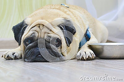 Sad dog pug lying on the floor next to the plate. Concept: feeding a pet, hunger, dogs at home Stock Photo