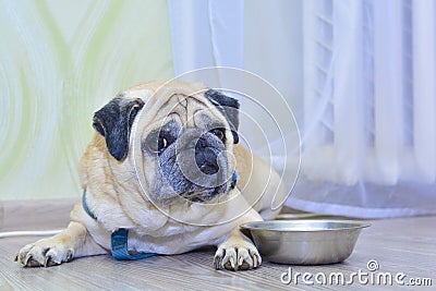Sad dog pug lying on the floor next to the plate. Concept: feeding a pet, hunger, dogs at home Stock Photo
